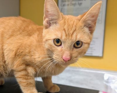 Health Vaccinations up to date, spayed / neutered.. Kitten Male Small Orange / Red