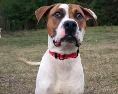 Leo - American Staffordshire Terrier & Boxer Mix Male Dog for Adoption