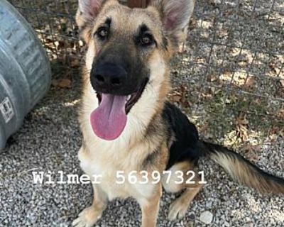 Wilmer - German Shepherd Dog Male Puppy for Adoption