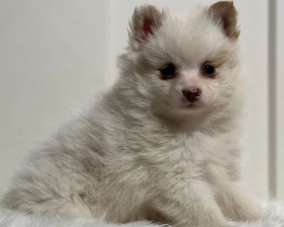 Meet Paul, our adorable little pup with the softest coat and the sweetest, most lovable face. His bright eyes seem to smile right at you, and his gentle look makes him impossible to resist. Raised with kids and surrounded by love, Paul is pure charm and cuteness ready to steal hearts and brighten every day!. Intelligent, vocal, family-oriented