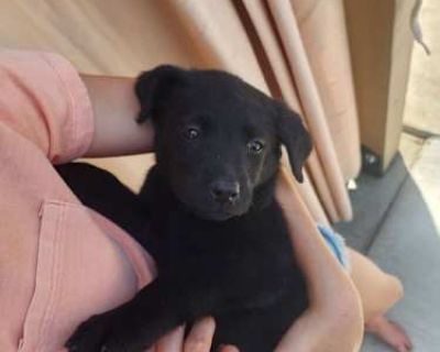 Cleo - Labrador Retriever Female Puppy for Adoption