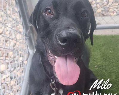 Milo - Adoption Pending - Labrador Retriever & Saint Bernard Mix Male Puppy for Adoption