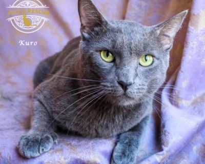Kuro - Russian Blue Male Cat for Adoption