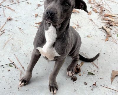 Characteristics Affectionate, Friendly, Playful Coat length Short Health Vaccinations up to date, spayed / neutered.. Young Female Medium Gray / Blue / Silver , White / Cream