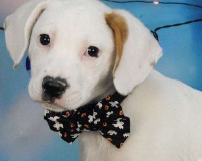 Young. White - with red, golden, orange or chestnut. The most we know is the mother dog is a Lab mix. We can only guess the other breed mixes. We are taking applications for this litter at this time. Once it is time we will go over all of the applications and pick the first qualified application for their personality and needs. Please remember we cannot guarantee size of any puppy when full gro...