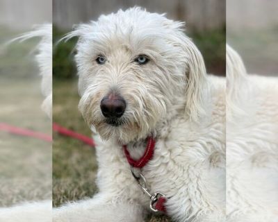 Monte - Huskies -Poodle (Standard) Mix Male Puppy for Adoption