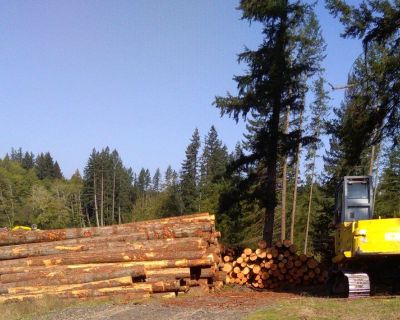 SELLING TIMBER, Port Orchard Washington TIMBER WANTED Logging, Forest Consulting
