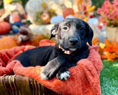 Ragu - Labrador Retriever & Basset Hound Mix Male Dog for Adoption