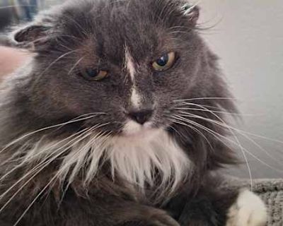 Mitzi (Polydactyl Maine Coon) - Maine Coon Female Cat for Adoption