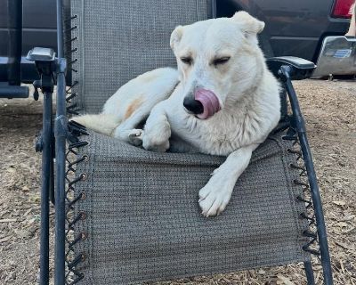 This dog is posted by Rocky Mountain Animal Rescue. If interested in adopting this dog, please submit an adoption application which is available on our website at www.RockyMountainAnimalRescue.com NAME: Riley BREED: Lab Shepherd Mix GENDER: Male AGE: ~2 years SIZE/WEIGHT: Large ~65lbs HISTORY: Unknown. Been living on a rig site for 3 weeks. Has gained weight in that time. TEMPERAMENT: excitable...