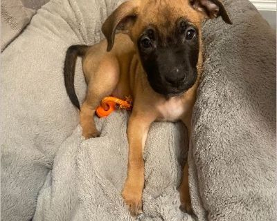 This animal is available to licensed rescue groups only. Please do not enquire unless with a licensed rescue group. 11 weeks old ; approx 11 lbs; healthy, playful; up to date on vaccines; doing very well with potty training; crate trained