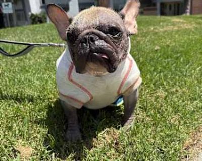 Paige - French Bulldog Female Dog for Adoption