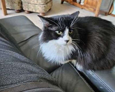 Adorable. Loves to be handled. Lives with another cat (Luny) who she hopes she can stay with. Gets along well with our dog. Lives with my wife and I (senior citizens). We're moving across country.. Good with kids Good with dogs Good with cats Shots current Spayed / Neutered Housetrained. Breed Domestic Longhair Color Black & White or Tuxedo Age Adult Sex Female Pet ID 7706624 Hair Length long