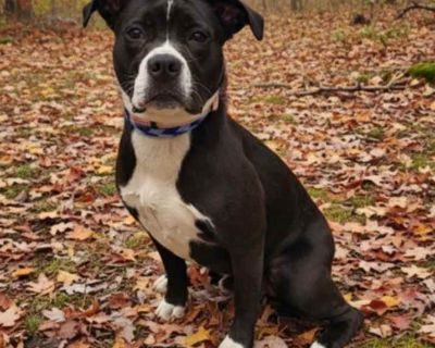 Young. Black - with white. Hair: short. Microchipped. Green Beaner is on mandatory stray hold until the end of business 11/15/25. If you believe that this is your dog, please give us a call at 216-525-PUPS. See our website, www.cuyahogadogs.com for details about visiting. Adoption process Adoption Process All dogs are adopted on a first come first adopt basis. We will not hold a dog for anyone....