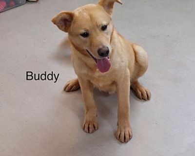 Buddy - Labrador Retriever Dog for Adoption