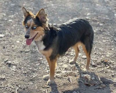 Olive - Australian Shepherd/Husky Mix Female Dog for Adoption