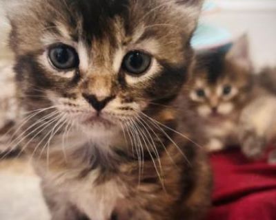 Barbara - Maine Coon Female Kitten For Sale
