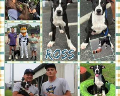 Ross - American Pit Bull Terrier Male Puppy for Adoption
