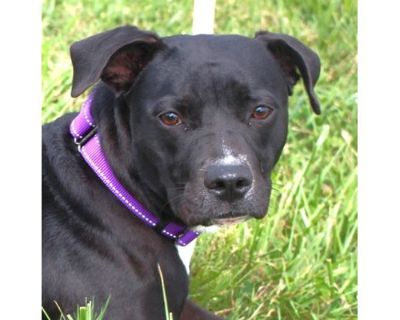 Sage - Labrador Retriever/American Staffordshire Terrier Mix Female Dog for Adoption