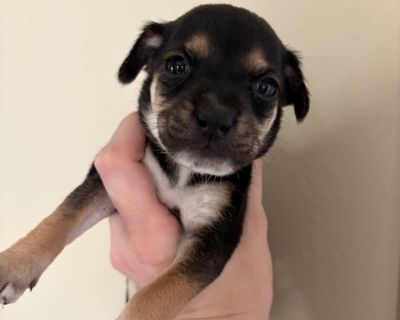 Characteristics Adoption Ready Health Vaccinations up to date, spayed / neutered.. Puppy Female Small Black , Yellow / Tan / Blond / Fawn