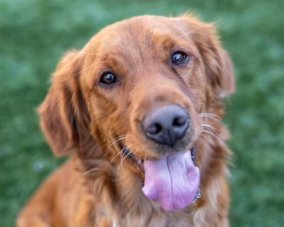 Penny is a gorgeous purebred golden retriever of 10 months old. She is a bit shy at first but a real lover, she is calm and easy going, crate trained and good on a leash. She loves people and dogs, no issues at all. She need people to work from home or be retired, a yard is a must for her . If interested go to www.arrfsandiego.org and fill out the adoption application for her. Characteristics A...