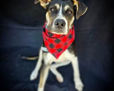 Dal - Pit Bull Terrier/Labrador Retriever Mix Male Puppy for Adoption