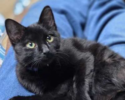Meet Garrett Your Gentle, Big-Pawed Sweetheart Hi there! My name s Garrett, and I m a handsome black cat with the biggest, softest polydactyl paws you ve ever seen, seriously, my foster mom says they look like I m wearing little mittens! My extra toes make me extra adorable (and I totally agree). I might be a little shy when we first meet. I like to take a moment to make sure you re as kind as ...