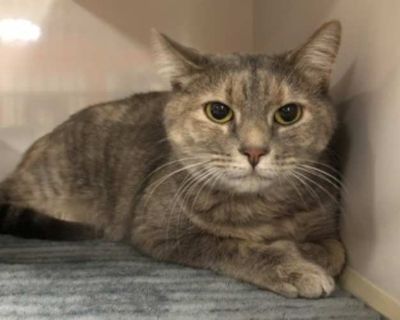 Meet Opal! This darling dilute tortie queen was just transferred to PAWS from Eastern Washington. Her foster family says: `Opal is extremely friendly and loves attention. She has a quiet meow and a little chirp. She is quite trusting and loving... She doesn`t seem to be a lap cat, but enjoys being nearby her people and getting pets. She will sleep on your bed, but not necessarily touching/cuddl...