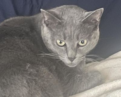 Mimi - Russian Blue Female Cat for Adoption