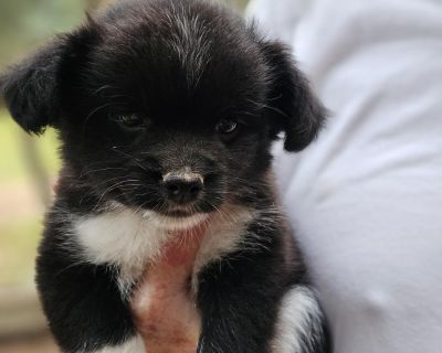 Zeke is a sweet little angel who loves to spend his days playing and having a great time with his siblings. Zeke enjoys exploring all day followed by snack and a nap. If you are in love already please reach out.. Out-of-town pets are cared for by non-local organizations who can make arrangements for the pet to be transported to your area. Learn More. Puppy Male Small Black