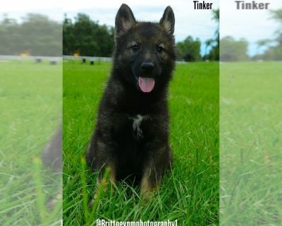 Tinker - German Shepherd Dog-Siberian Husky Mix Female Puppy for Sale