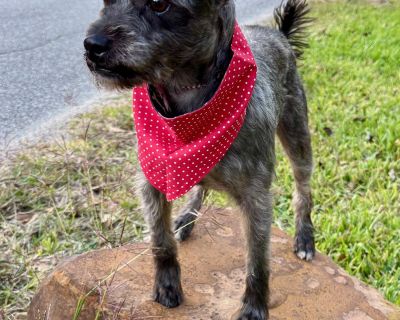 FONZIE - Miniature Schnauzer Male Dog for Adoption