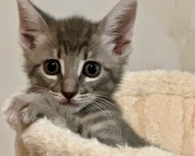 Snickers - Domestic Shorthair Male Kitten for Adoption