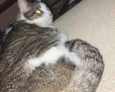 Kitty was adopted from the Lake Humane Society in 2016. She was born on 2/6/2011 (age 14). She has started to love people as of recently and is very jumpy with people, mainly in pure excitement. She is very friendly to people, while she used to be shy as a kitten. She loves to sit on people's laps. She is only allowed to eat pate foods. Good with kids Not good with dogs Not good with cats Shots...