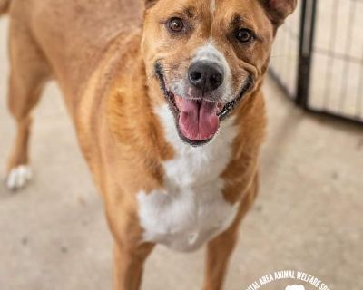 Buddy - Terrier Mix Male Dog for Adoption