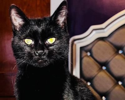 Hi, I'm Missy! I'm a cute mini panther with a big heart. My favorite pastimes include taking naps and getting all the snuggles I can. Give me a chin scratch, and I'll purr like an engine. I enjoy playing with my foster siblings. I also love playing with cat toys and running through my foster room!. Coat length Short House-trained Yes Health Vaccinations up to date, spayed / neutered.. Kitten Fe...