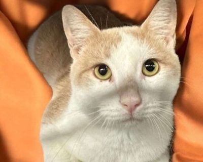 Archie - Domestic Shorthair Male Cat for Adoption