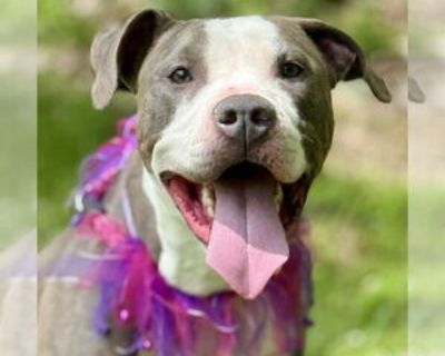 Young * Location Cranford, NJ, 07016 USA USA *. Dog Breed: Pit Bull Terrier (short coat). This gentle girl, Leia, is around a year old and was found as a stray, unsure of the world around her. Despite her shy and cautious nature, Leia is incredibly loving and sweet. She s made amazing progress in a short time, and with the right guidance, she s blossoming into a loyal and affectionate companion...