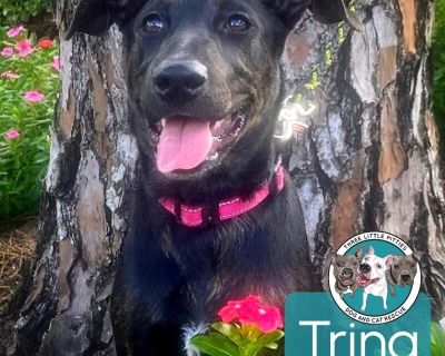 Meet Trina! Trina is a ~4-month-old puppy (likely a Lab/Pit mix but with rescue, its always a fun mystery!) and she needs a family to call her own. She comes from an area where puppies are routinely euthanized, so choosing her doesnt just save her life... it also allows us to rescue another in her place. Meet Trina: https://m.youtube.com/watch?v=isCsmR7MH7Y&feature=youtu.be Trina is currently t...