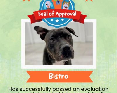 Bistro - Shar-Pei & American Bulldog Mix Male Dog for Adoption