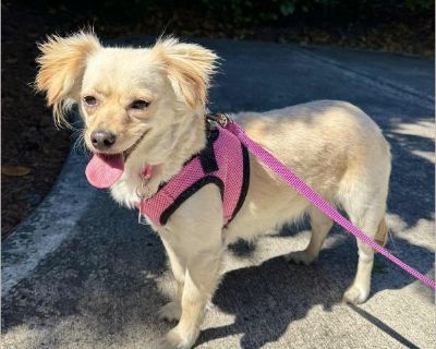 Brioche - Female Puppy Chihuahua for Adoption