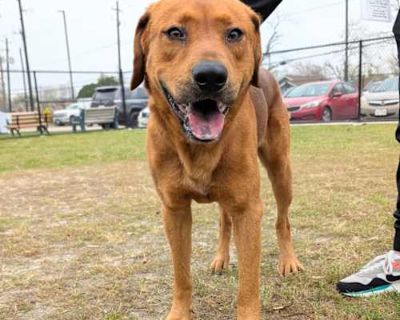 rudy - Labrador Retriever Male Dog for Adoption
