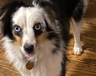 Snoopy - Australian Shepherd Male Dog for Adoption