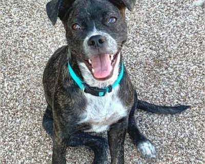 Mookie - Female Puppy French Bulldog / Pit Bull for Adoption