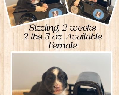 2 Female Australian Shepherd Puppies for Sale