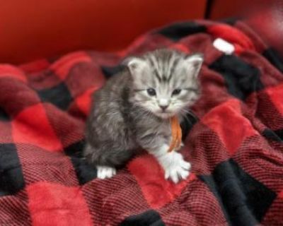 Show potential. Champion bloodlines. Vaccinated. Registered. Kittens come twice vaccinated, vet checked twice, microchipped, Tica registration, small bag of food, toys and one month trupanion insurance as well as copies of parents dna, hips and echo. Very playful well adjusted and socialized kitten affectionate baby