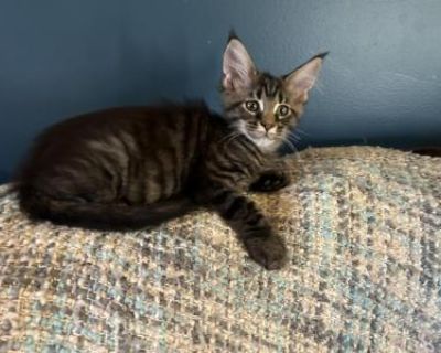 Susie Q - Maine Coon Female Kitten For Sale