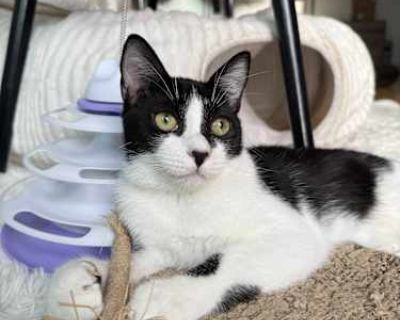 Minnie - Domestic Shorthair Female Cat for Adoption