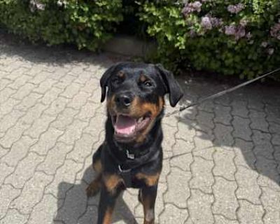 Sherman - Rottweiler Male Dog for Adoption