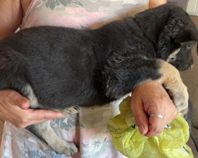 German shepherd puppy